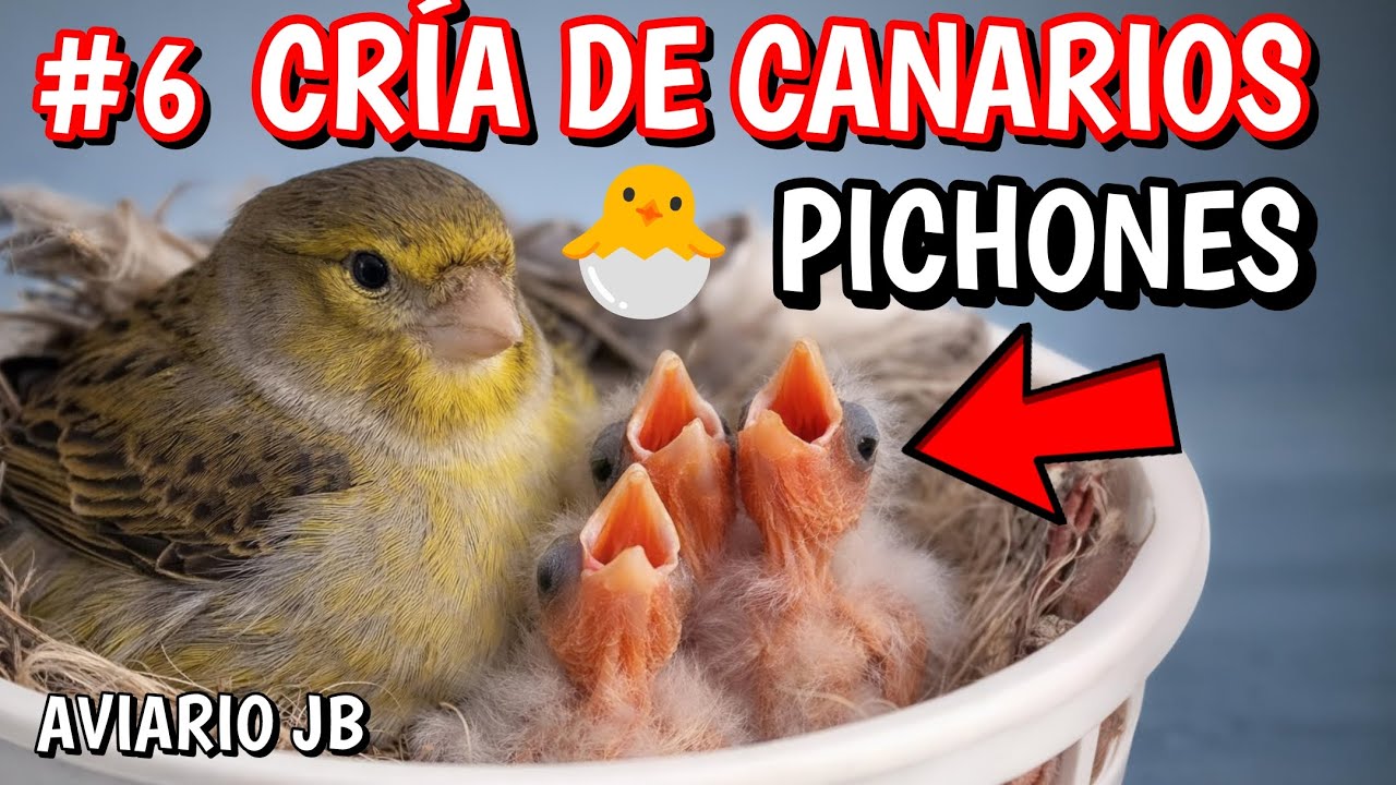 #6 NACIERON LOS PRIMEROS PICHONES DE CANARIO
