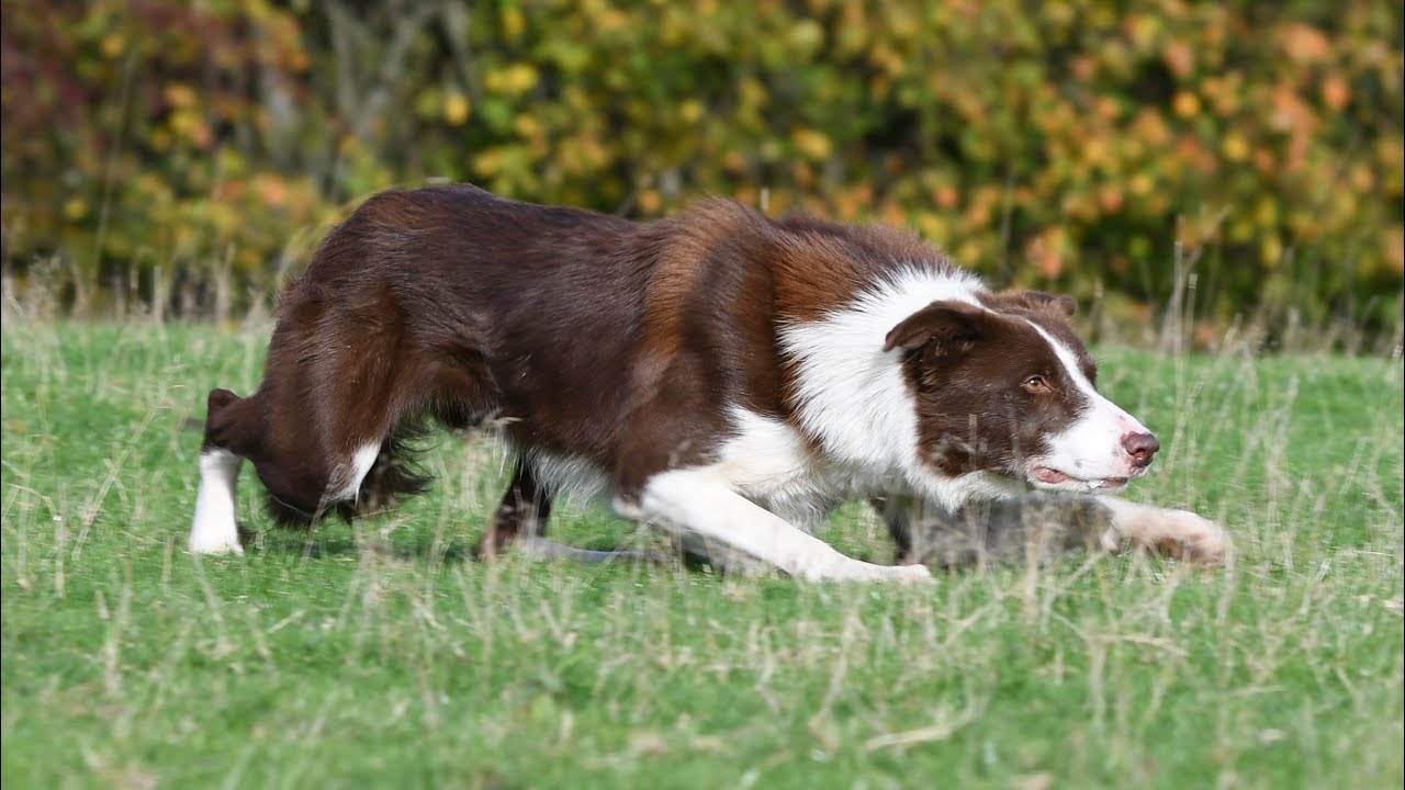 Cap Lot 23 Online Dolgellau Auction 12.11.25