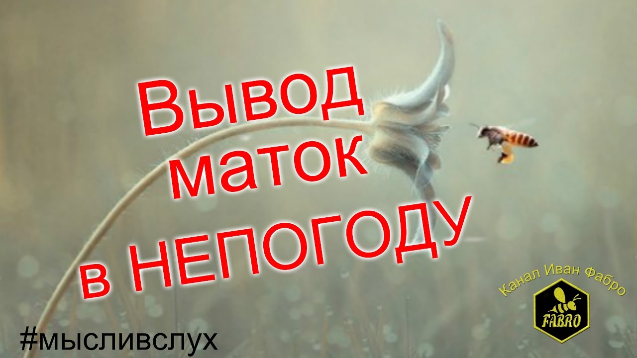 Вывод маток в НЕПОГОДУ. Стоит ли... /#мысливслух/