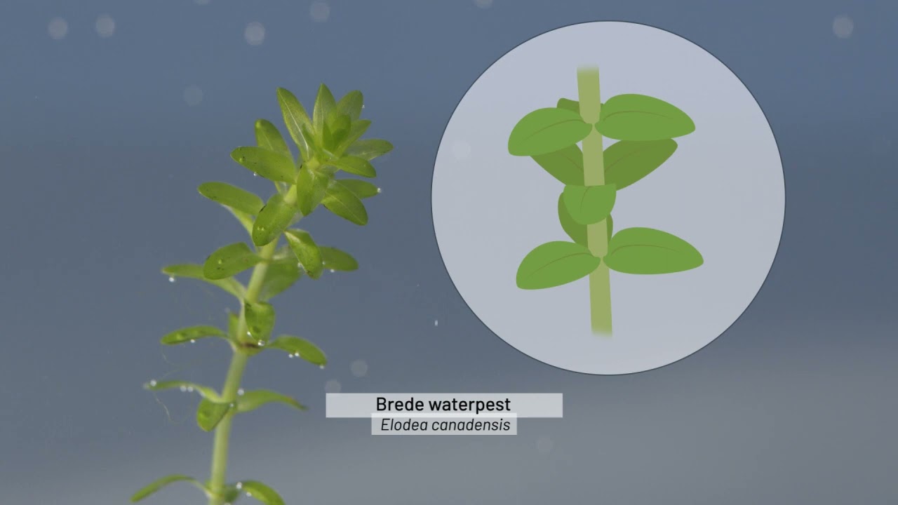 Identificeren van invasieve uitheemse waterplanten (1/2): Waterpesten