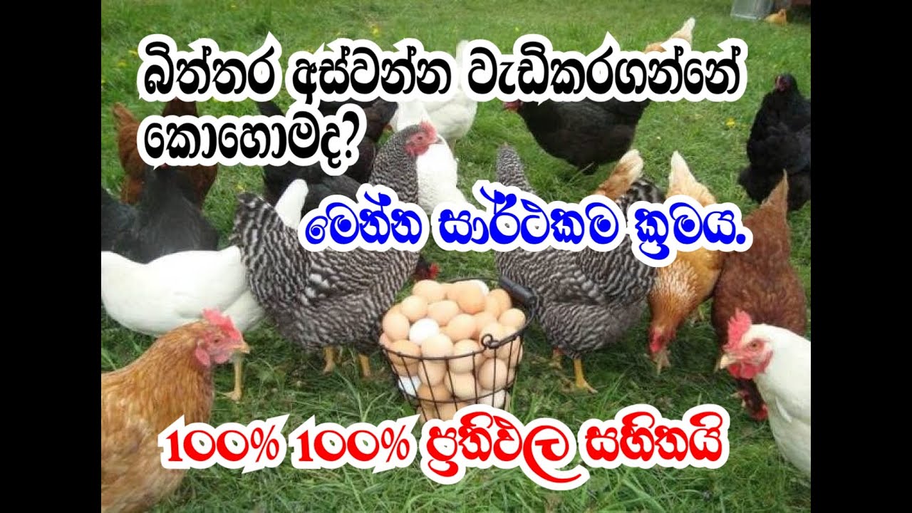 gam kukul palanaya කුකුල් ගොවිපොලකින් වැඩි බිත්තර අස්වැන්නක් ලබා ගන්නෙ කොහොමද? #kukulpalane #chicken