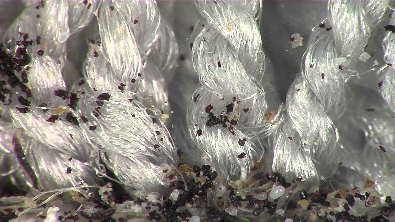 Fleas and Your Carpet