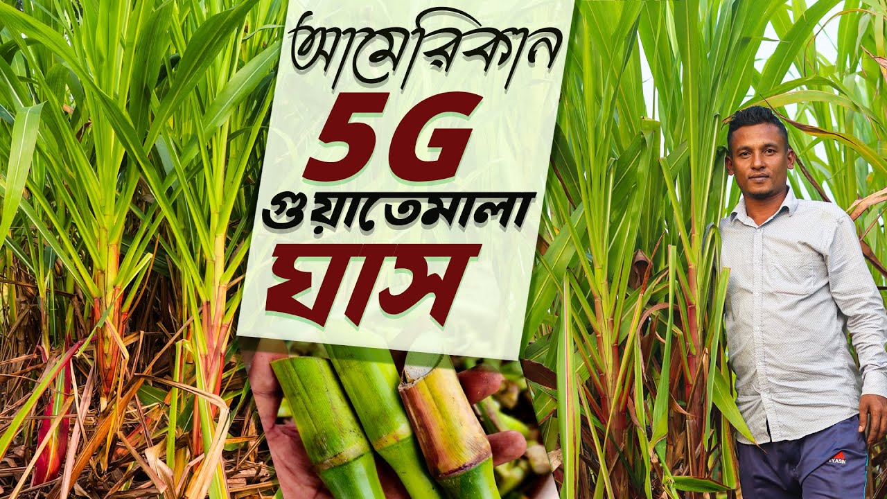 বিশ্বসেরা ক্যালসিয়াম যুক্ত আমেরিকান 5G গুয়াতেমালা ঘাস চাষে সাফল্য দেখছে চাষীরা| 5G Guatemala Grass