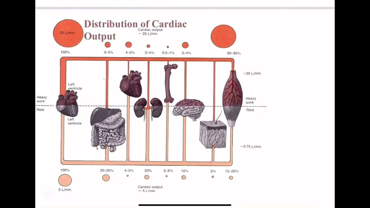 Experiment (1) Poiseuille’s law P1  طب كربلاء الاولى الكورس الاول مادة الفيزياء العملي