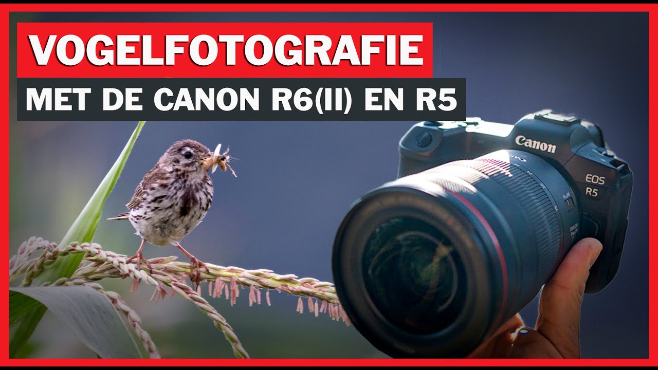 Instellingen vogelfotografie | Canon EOS R5, R6, R6II en R7