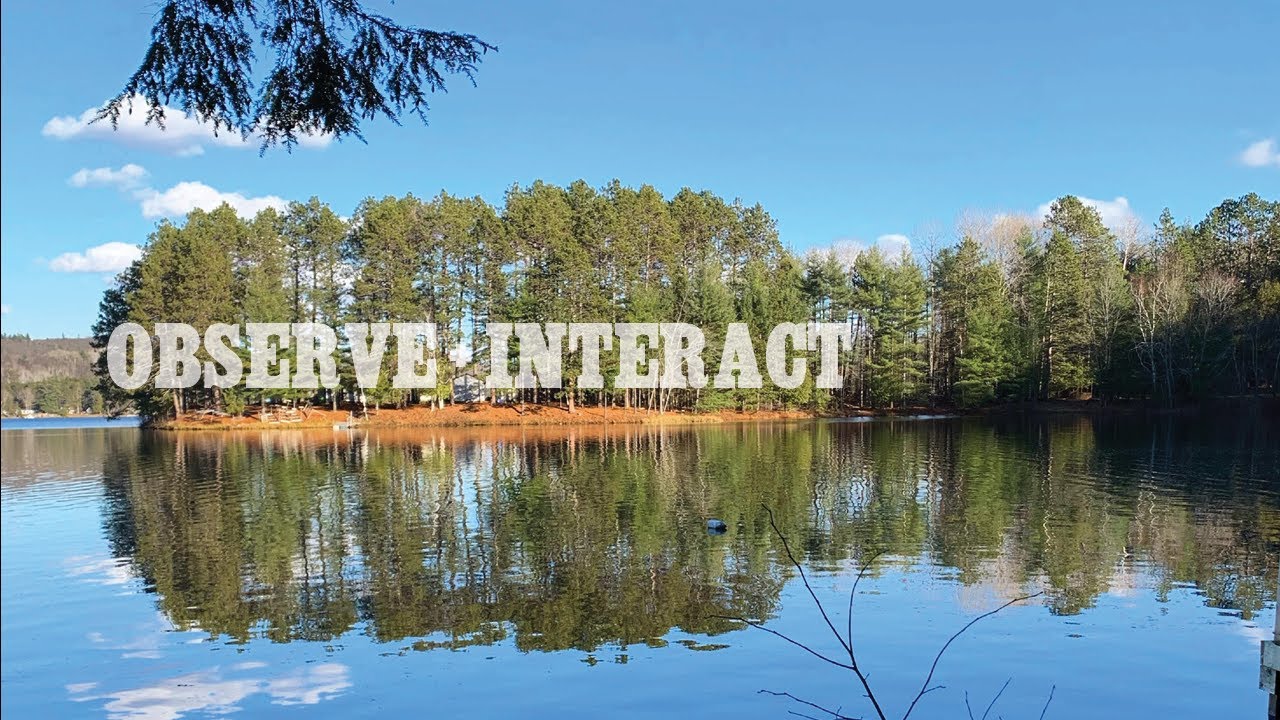 observe and interact