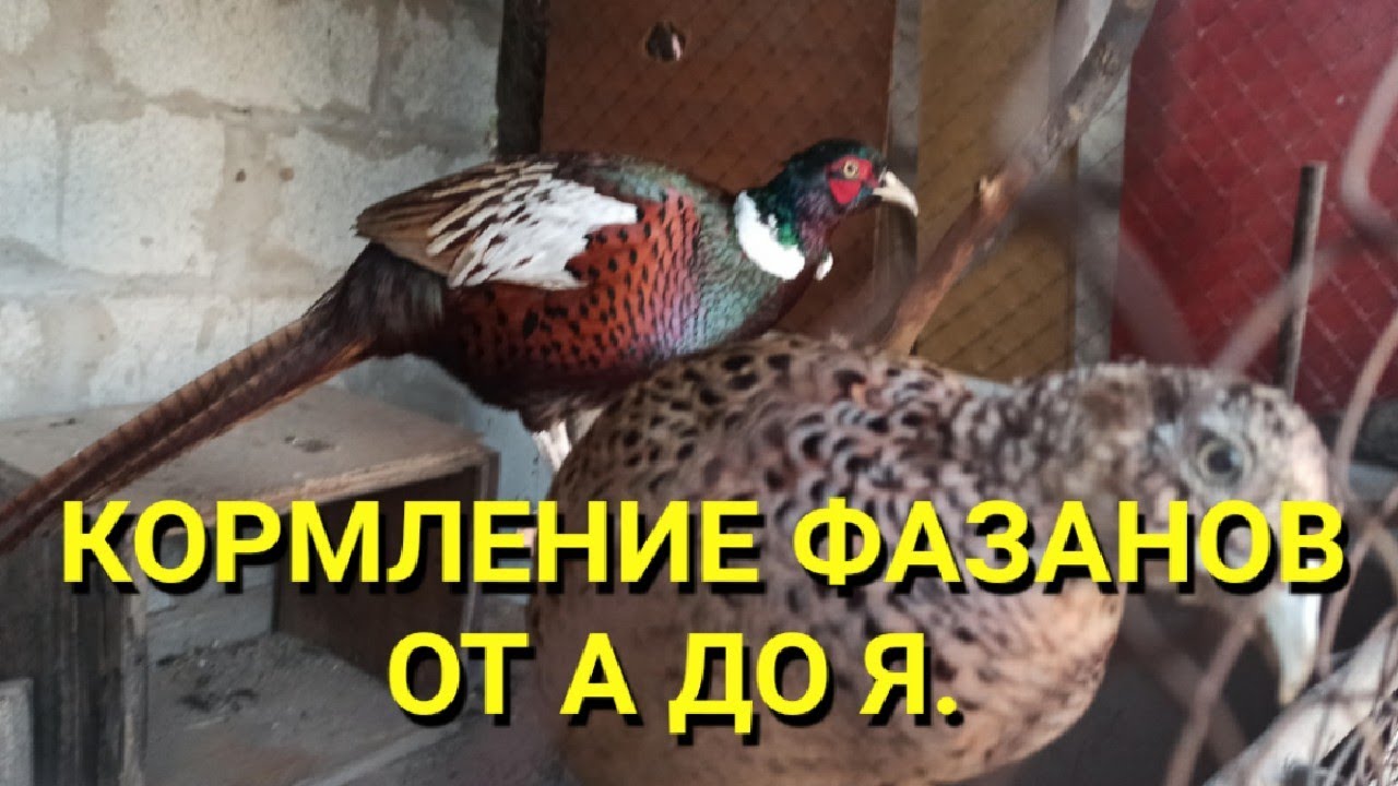 Кормление фазанов от А до Я.