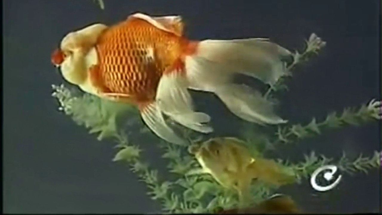 金鱼和水草