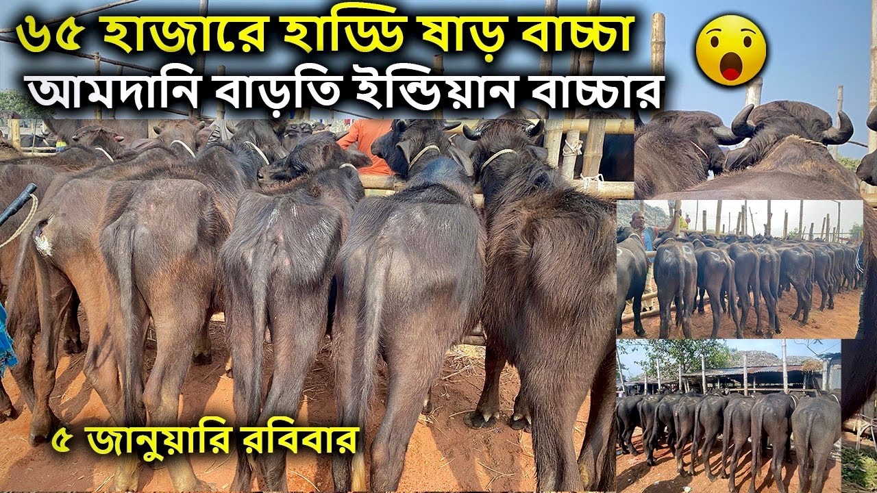 ইন্ডিয়ান হাড্ডি মহিষের বাজার দর ২০২৫ | রবিবার ৫ জানুয়ারি