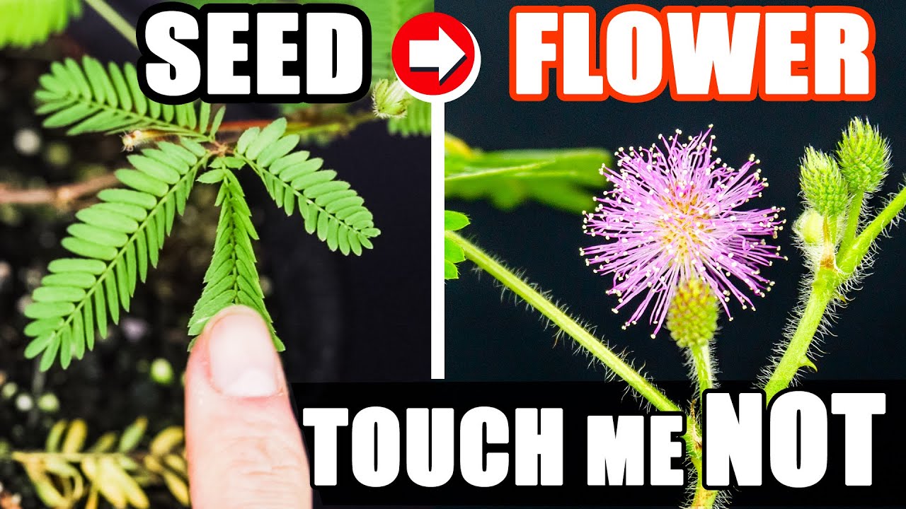 Growing Sensitive Shame Plant Time Lapse (Seed to Flower in 120 Days)