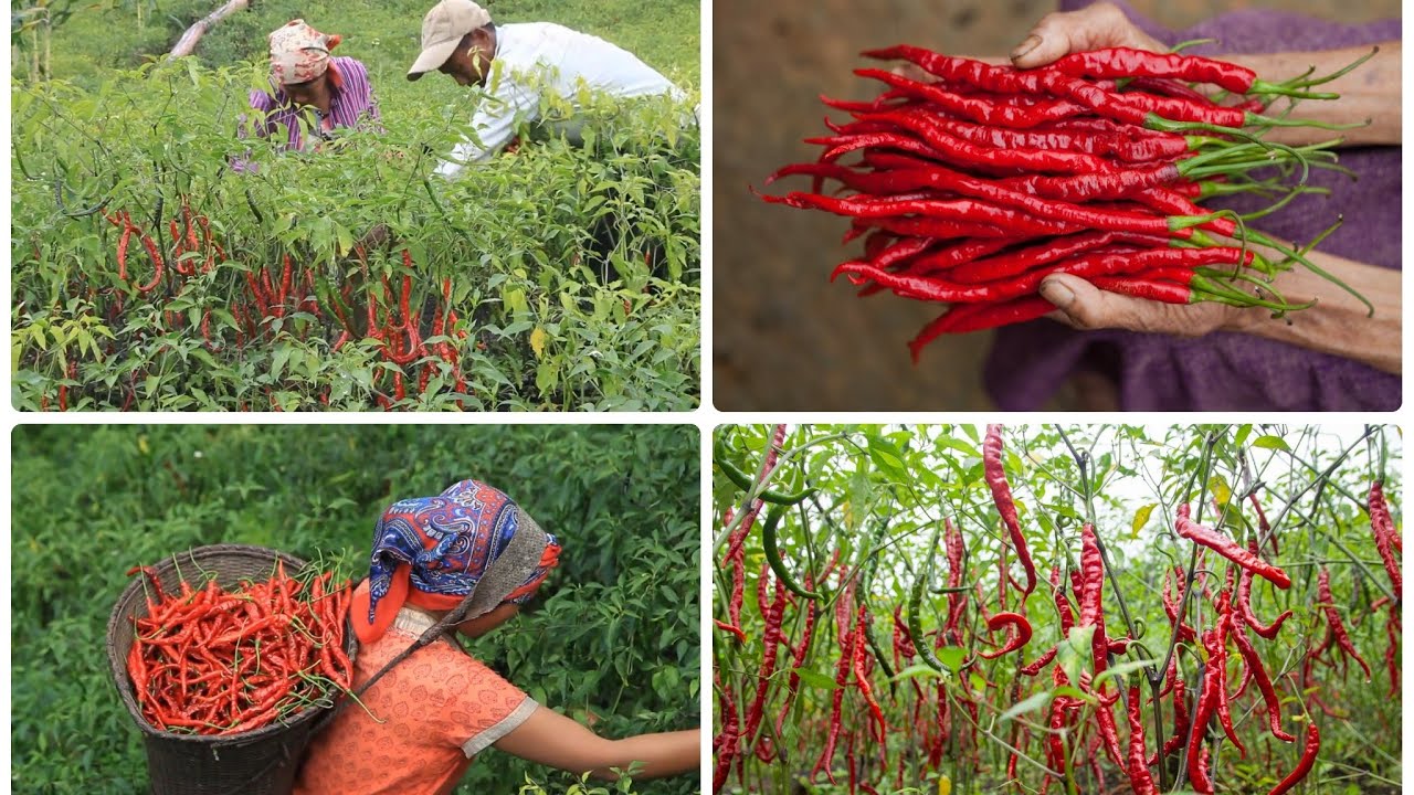 Harvesting Sirarakhong Hathei(Chilli)// Naga king Chillie