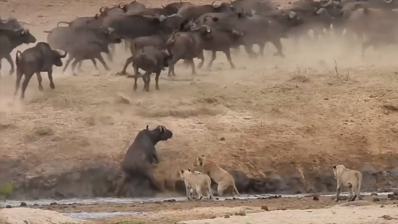 Buffalo herd runs from lions and leaves a calf behind