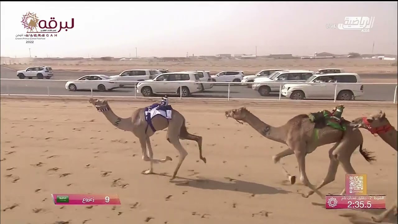 ش2 الأسد لـ عبدالله دخيل الله سلامه الجهني (ولي العهد بالسعودية 25-8-2022) الحقايق قعدان 3:12:90