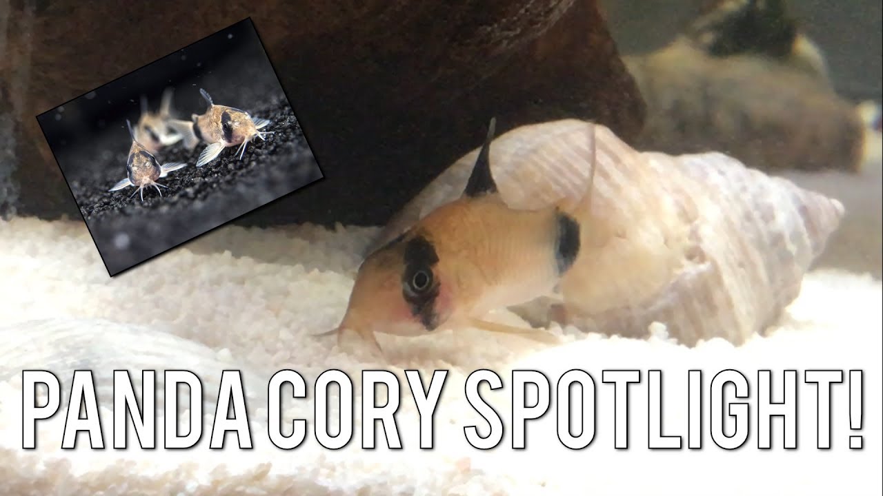 Panda Cory Catfish Spotlight! / Panda Cory Montage!