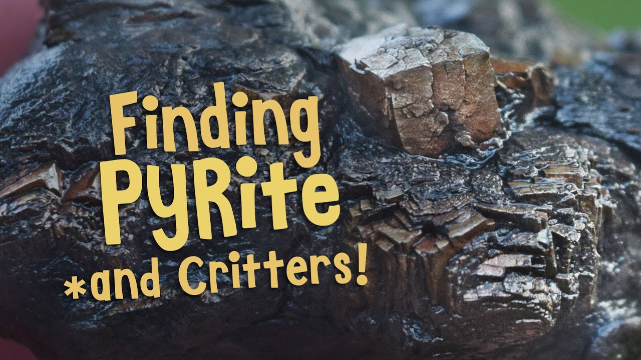 Finding Pyrite & Critters!!