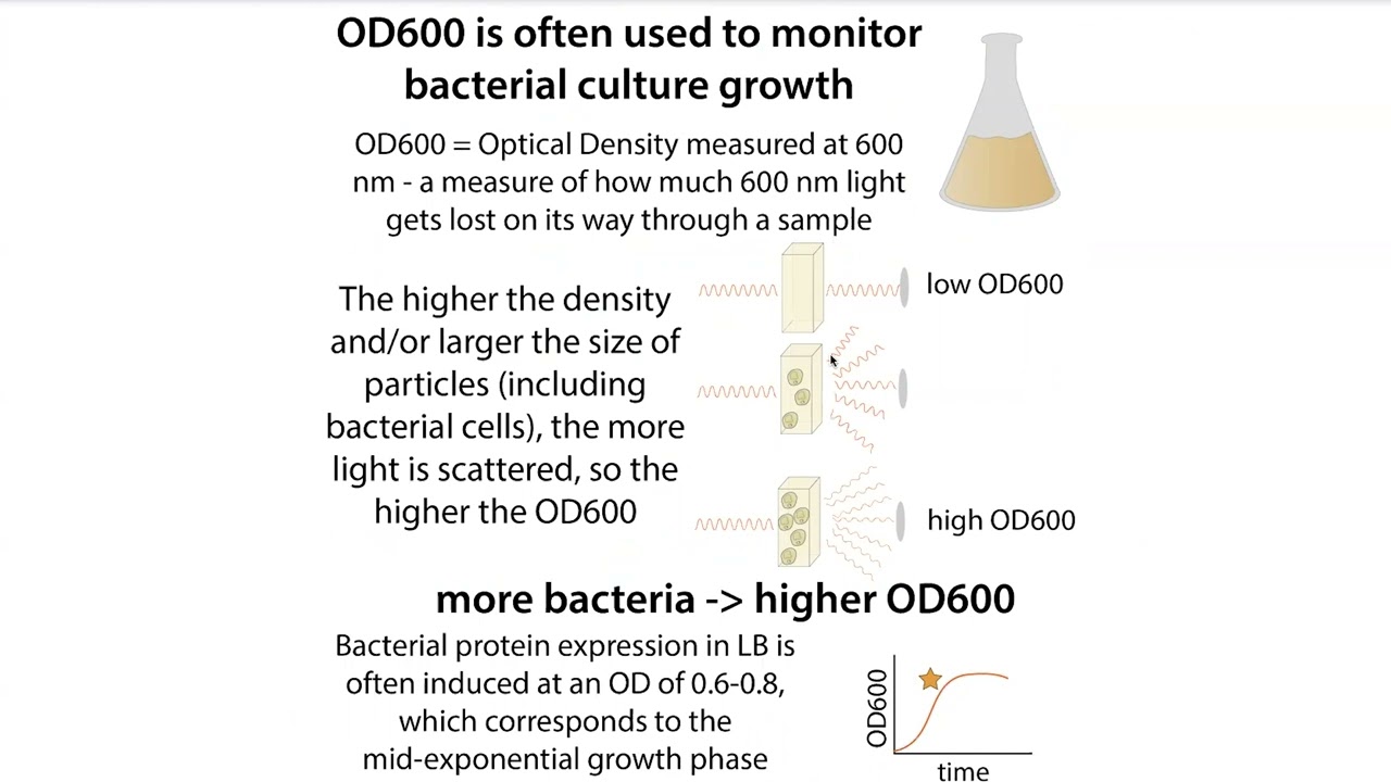 OD (Optical Density) vs absorbance in biochemistry & OD600 monitoring of bacterial growth