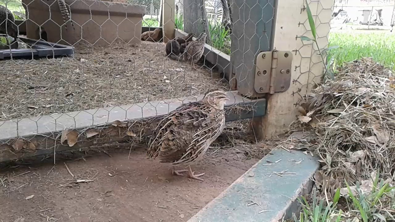 Female Coturnix Call