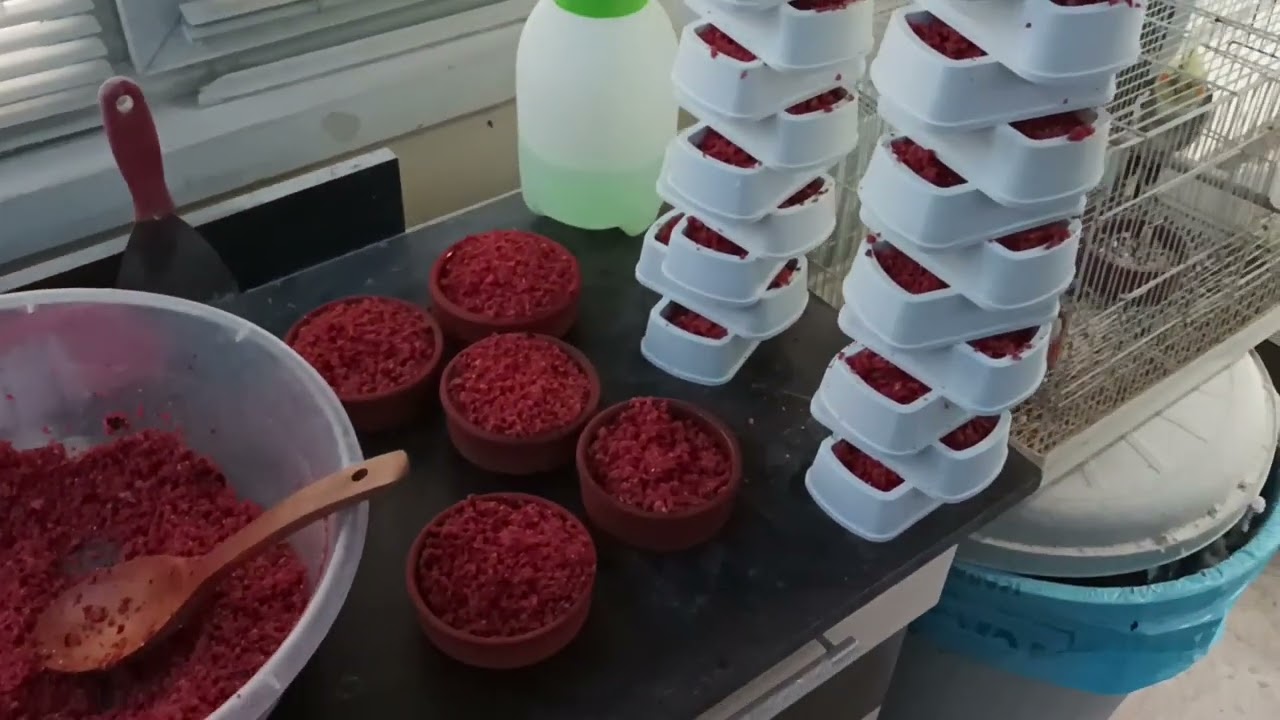 Muhabbet Kuşlarımıza Bol Vitaminli Mama Yaptık ve Yeni Çıkan Yavrulara Bolca Vitamin