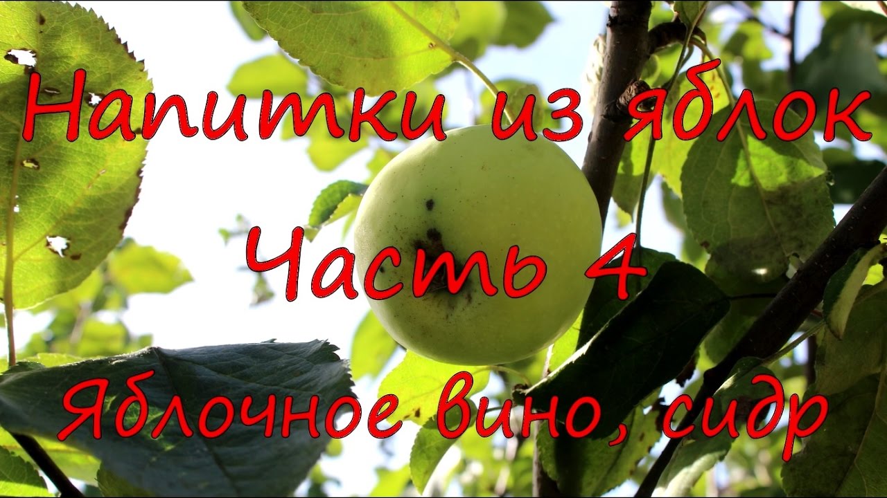 Напитки из яблок. Часть 4. Яблочное вино, сидр.