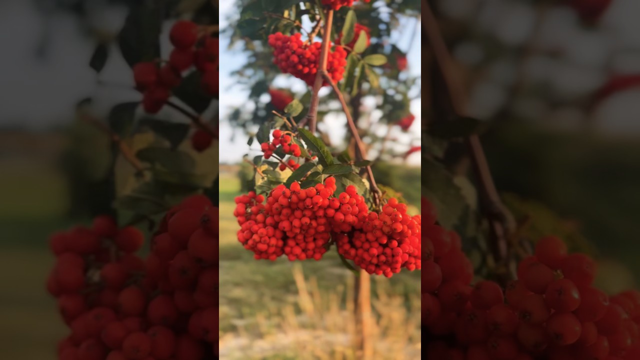 Fruits of rowan berries mountain ash tree #shortsvideo #trending #shorts
