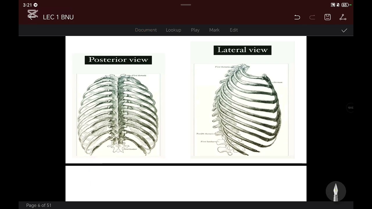 Thoracic cage Dr Kyrillos Nabil 01016994340
