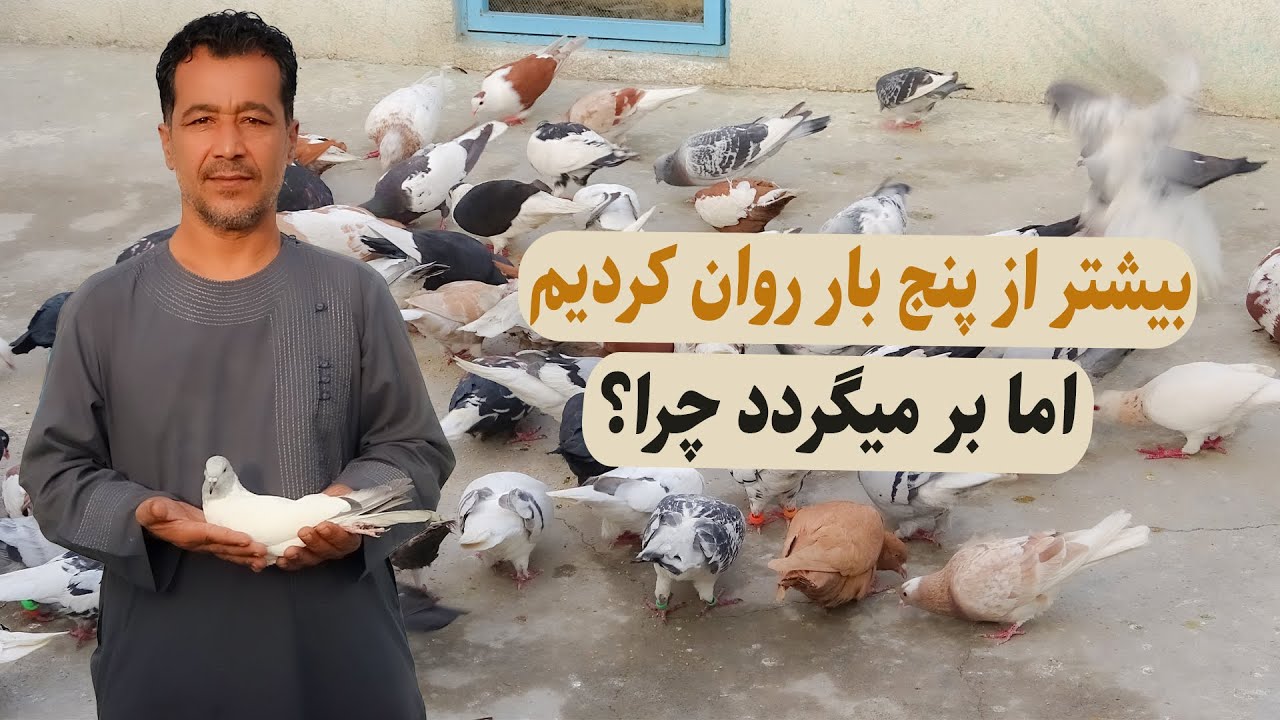 0311/ بیشتر از پنج بار روان کردیم اما بر میگردد چرا ؟ / Afghan Shawqi