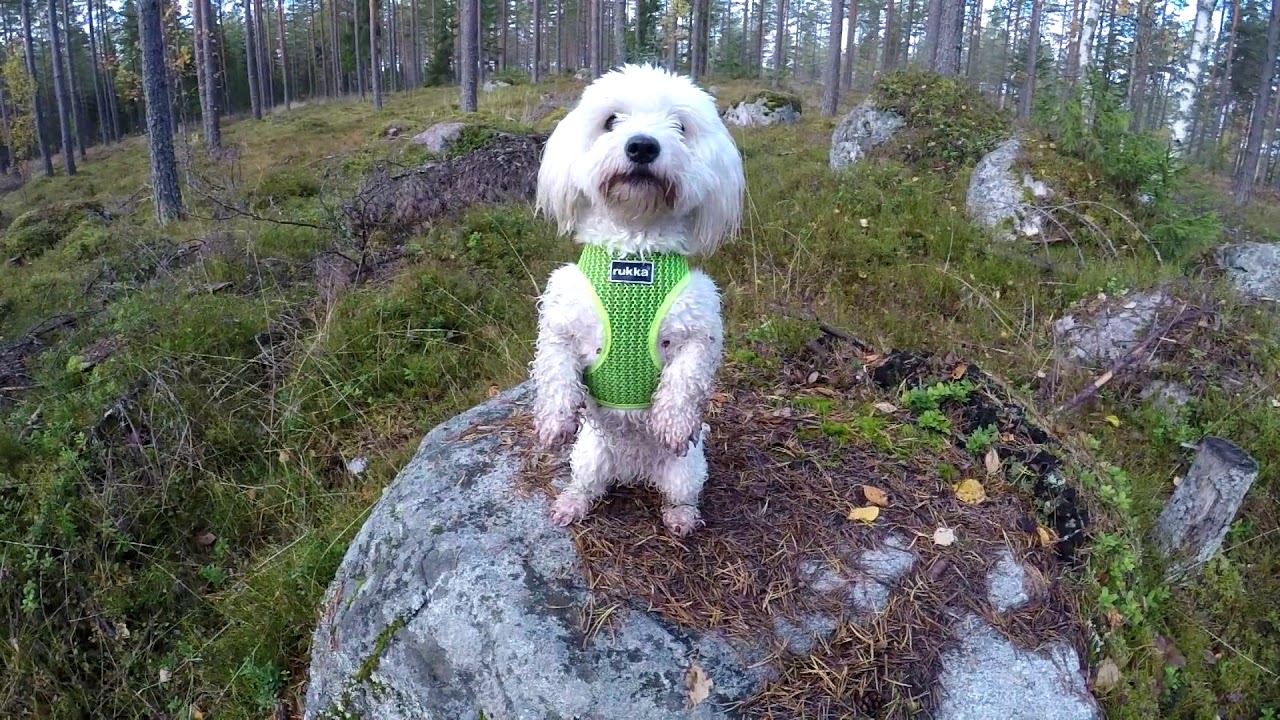 Bianco, Cotton de Tulear