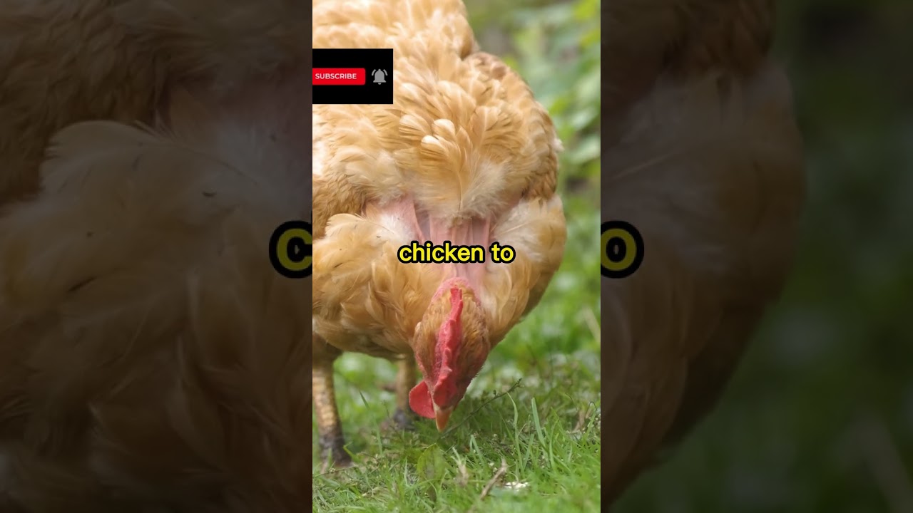 The Rise of Egg Prices and Shortages Explained