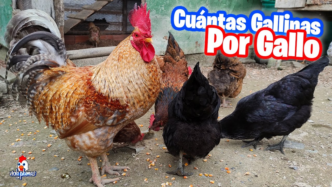 Cuantas GALLINAS puedo tener por cada GALLO 🐓🐔