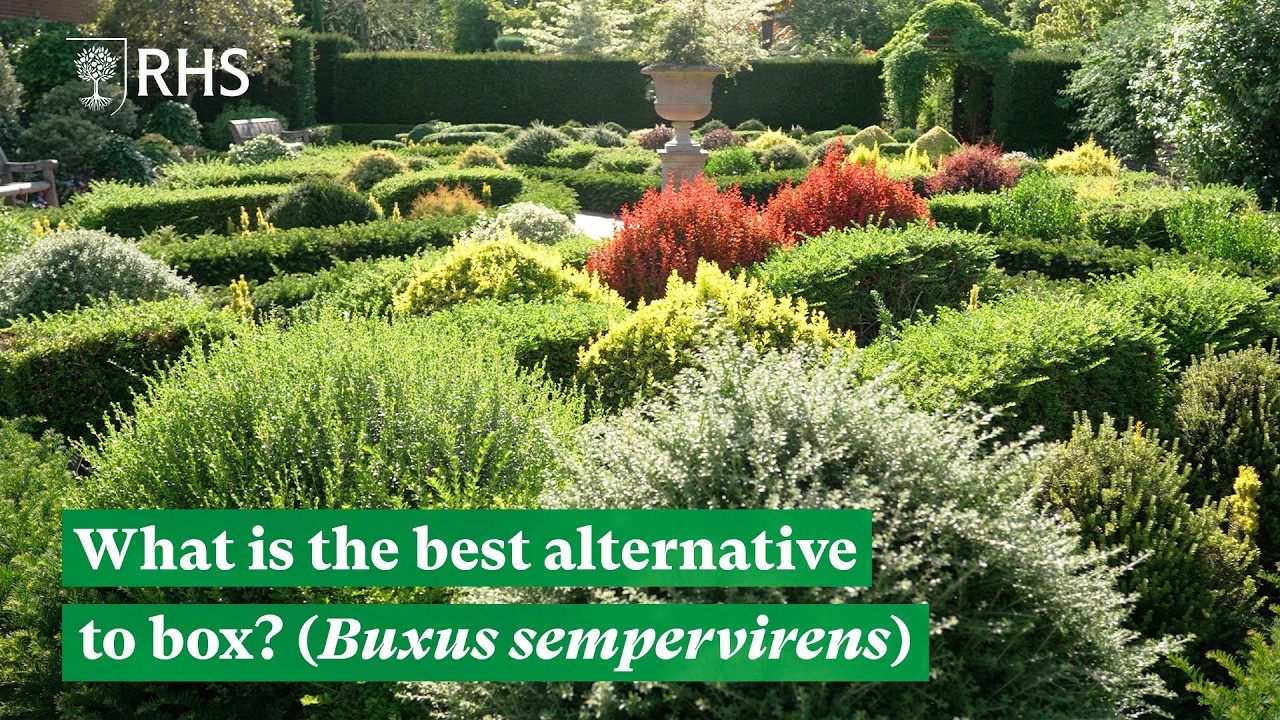 What is the best alternative to box? (Buxus sempervirens) | The RHS