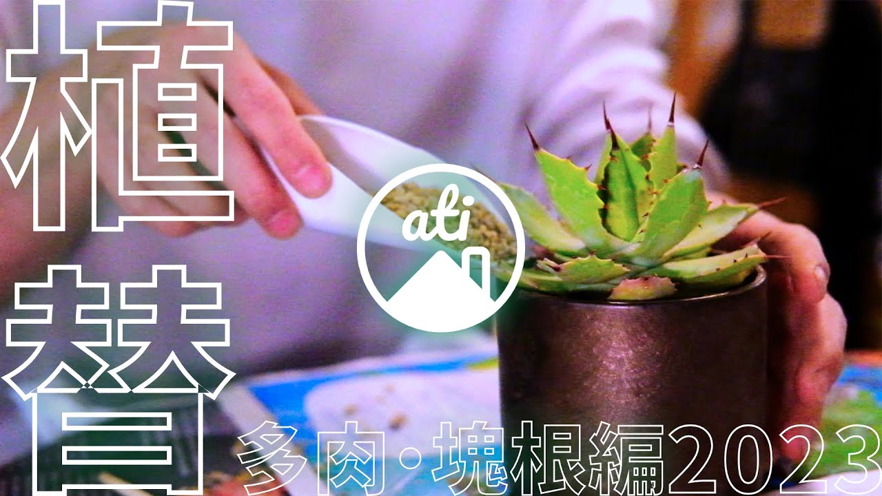 2023年、春、植替【アガベ/ディッキア/塊根】