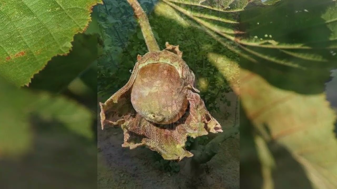 C&oacute;mo cultivar avellanas y el momento adecuado para plantarlas