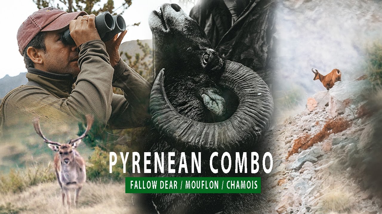 Pyrenean Combo - Fallow Deer, Mouflon & Chamois | Camino Real Hunting Consultants