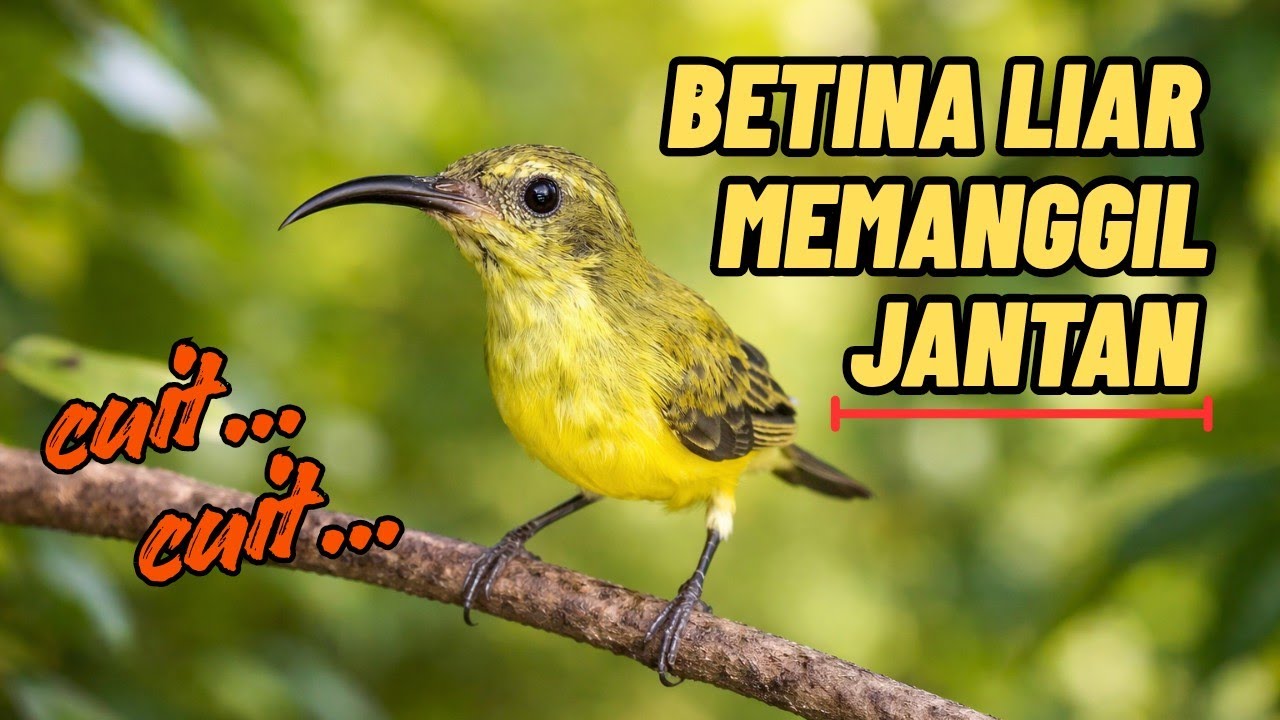 Cuitan sogon betina liar buat jantan emosi 🔥🔥🔥