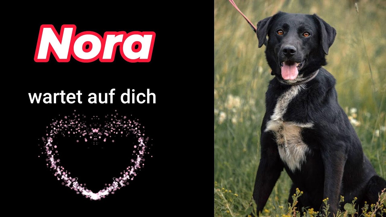 Mischlingsh&uuml;ndin Nora wartet auf dich bei Russische Tiere in Not