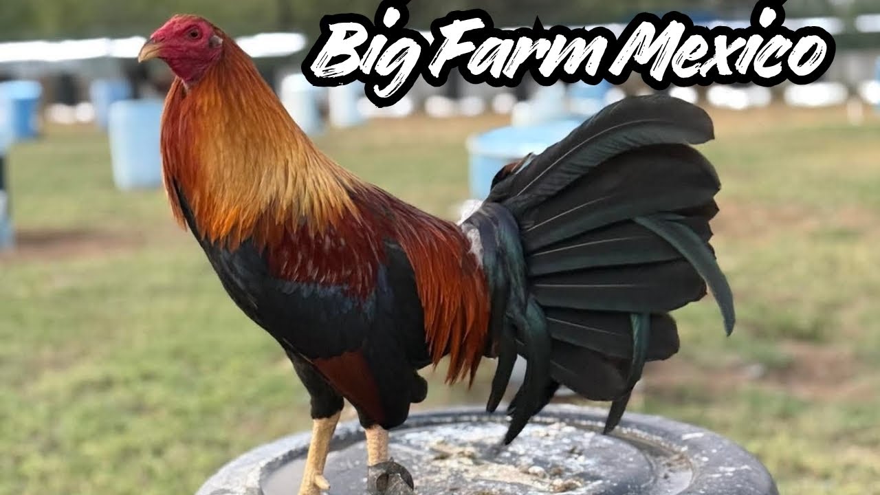 Mexico Outdoor Breeding Pens - Cleaning & Feeding Time Free Range Shape Chicken Coop Outdoor 