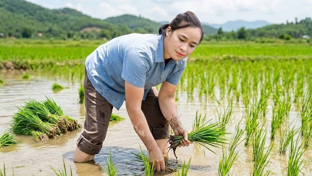 自宅で作る水田づくり🌾草取りから苗の田植えまでの全工程を記録✨