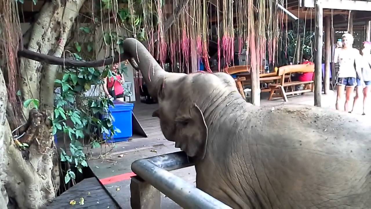 FAA MAI fait son show Eephant Nature Park Chiang Mai Thailande