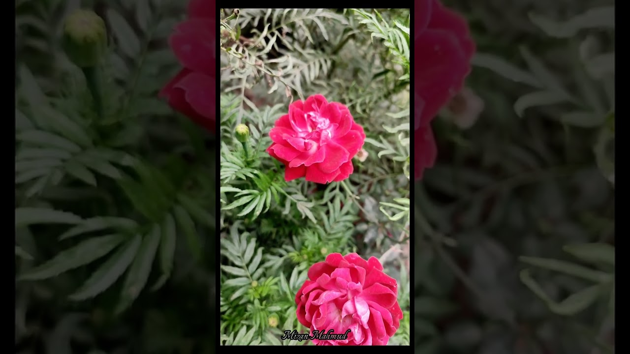 Flower in a winter morning..  Rajshahi University.. Beauty of Rajshahi University