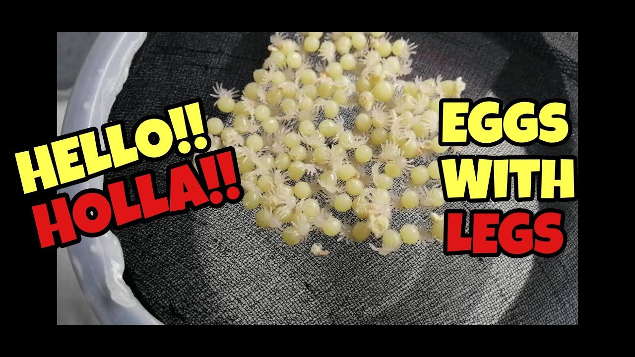Tarantula Egg Incubator (Cocopeat Method)