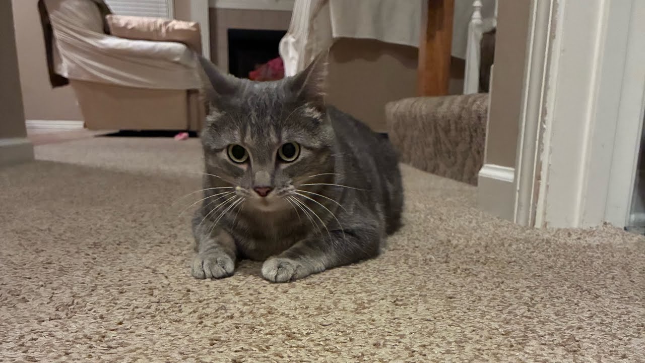 Kimber is ready to attack ￼