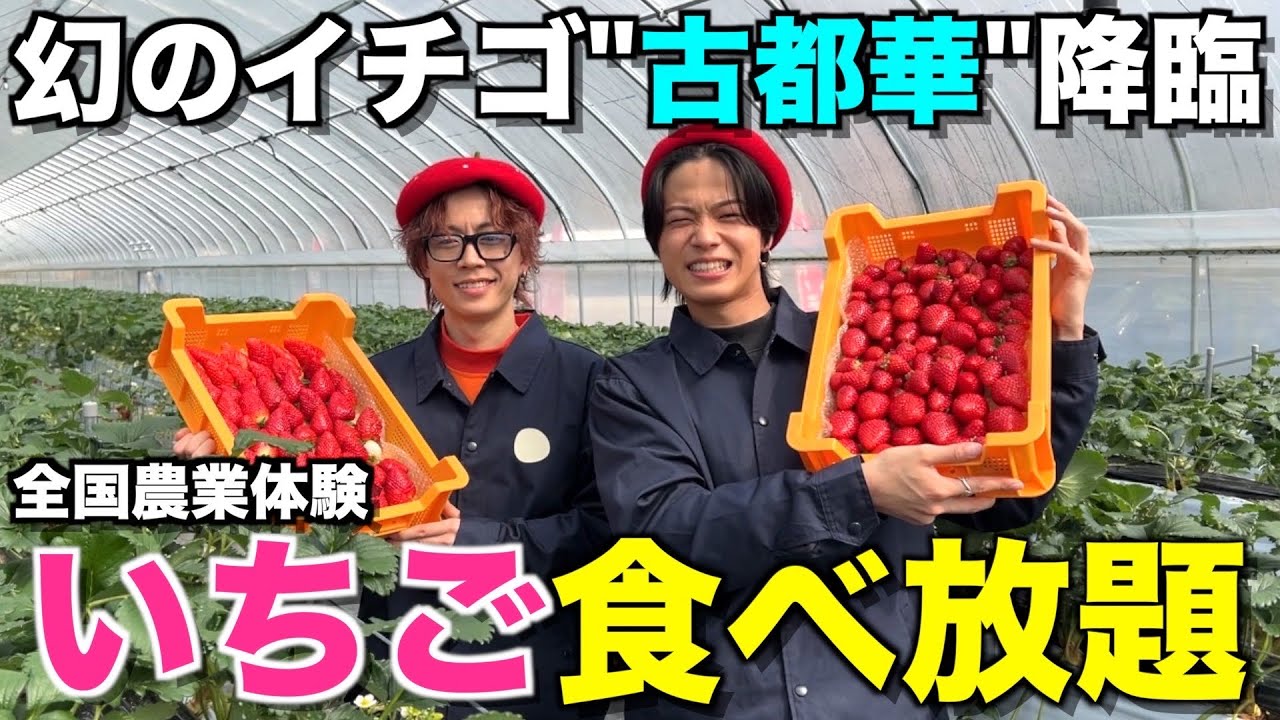 【糖度15度？】伝説のいちごを求めて奈良に遠征したら甘すぎてほっぺた落ちたwwwwww