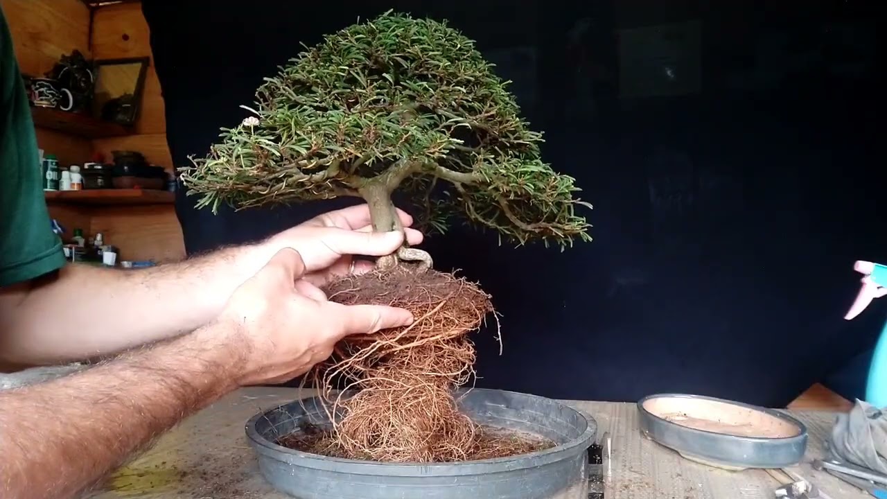 Troca de vasos - Bonsai CALIANDRA - TRANSPLANTE
