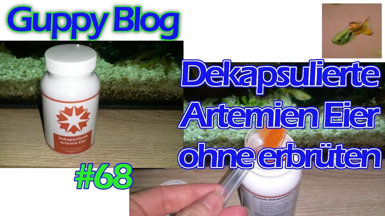 Guppy Blog Folge #68 | Dekapsulierte Artemien Eier | M&auml;rz 2019