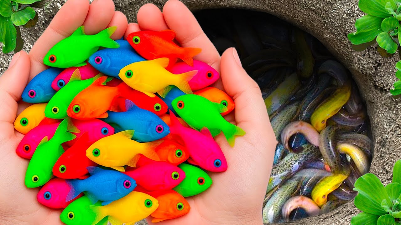 Catch Stranger Freshwater Aquarium Fish in Small Pond, Catfish, Crayfish, Goldfish, Turtle, Frog