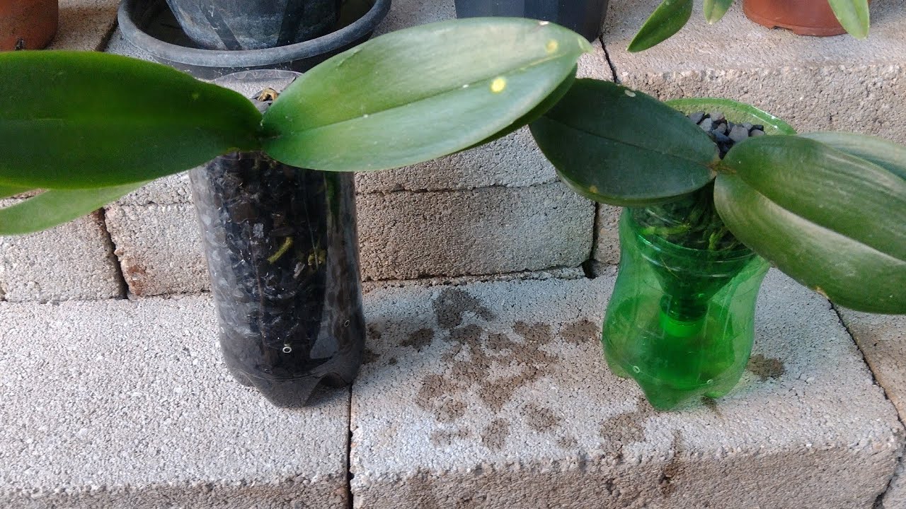 Replante de Phalaenopsis na garrafa pet com reservatório de água