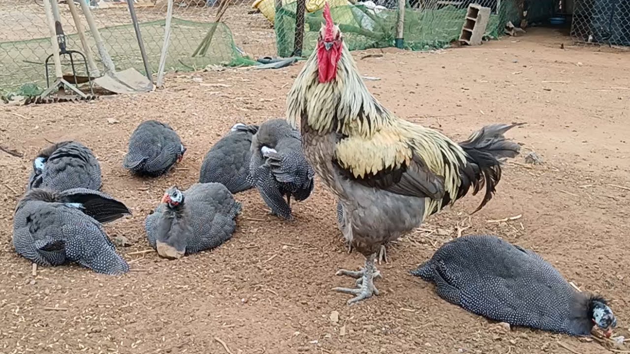 لن تصدق ما ستراه  صداقة  ديك مع دجاج حبشي (قبج) Unbelievable Friendship Rooster- 🤣  Guinea fowl