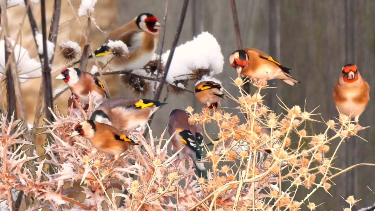 بتبتة الحسون تحفيز الحسون على التغريد والهيجان علاج صمت الحسون goldfinch stimulation #birds 