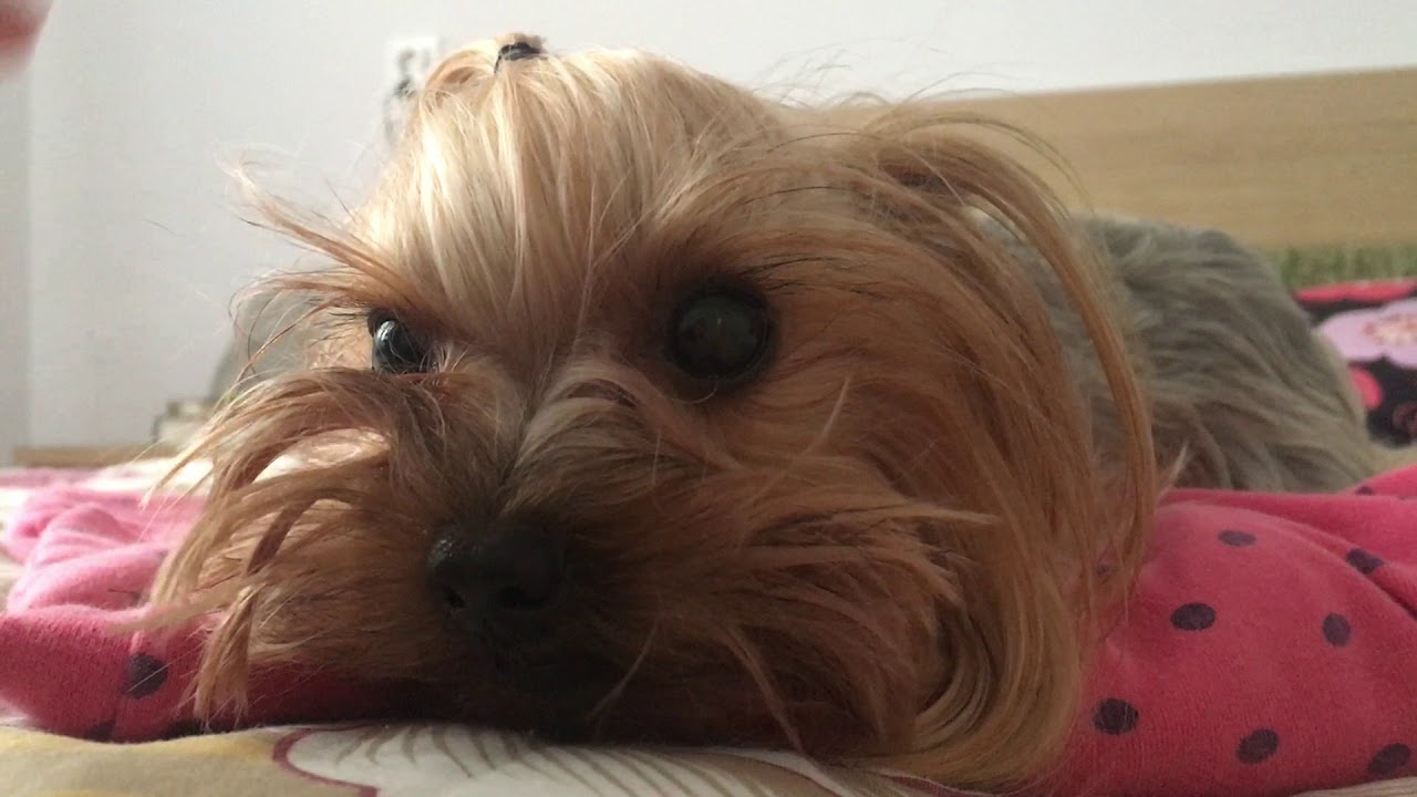 Angry Yorkie