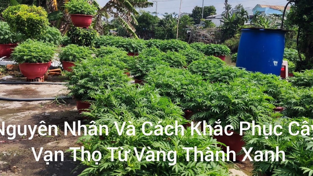 Nguyên Nhân Và Cách Khắc Phục Cây Vạn Thọ Vàng Thành Xanh
